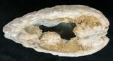 Clam Fossil with Golden Calcite Crystals - #14723-1